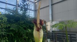 「世界最大級の花」ショクダイオオコンニャク小石川植物園で13年ぶり開花