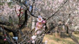 春告草を楽しみに、後楽園、植物園、天神さま巡り